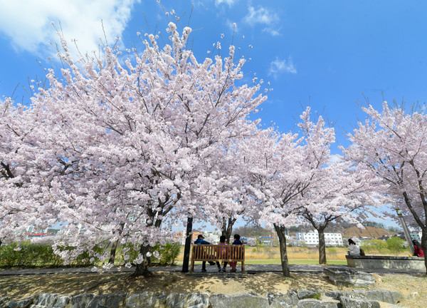 ▲ 포근한 날씨가 이어지고 있는 가운데 지난 4월 2일부터 오산시 오산천에 흐드러지게 핀 벚꽃 아래서 시민들이 모처럼 한가한 봄나들이를 즐기고 있다. ⓒ 뉴스피크